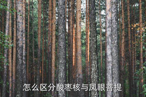 怎么區分酸棗核與鳳眼菩提