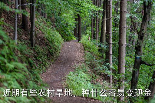 旱地種什么掙錢,種什么容易變現金