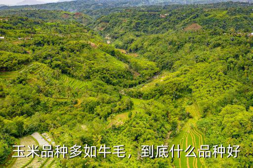 玉米品種多如牛毛，到底什么品種好
