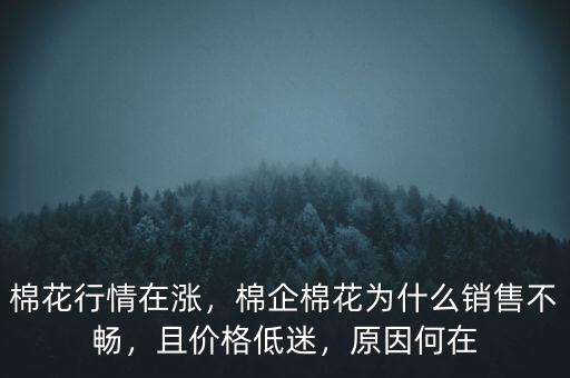 棉花行情在漲，棉企棉花為什么銷售不暢，且價格低迷，原因何在