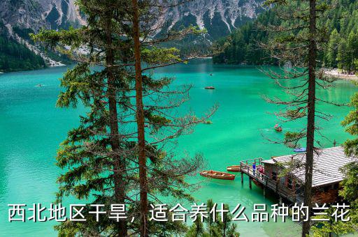 西北地區干旱，適合養什么品種的蘭花