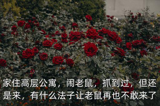 家住高層公寓，鬧老鼠，抓到過，但還是來，有什么法子讓老鼠再也不敢來了