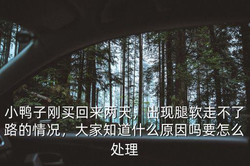 小鴨子剛買回來兩天，出現腿軟走不了路的情況，大家知道什么原因嗎要怎么處理