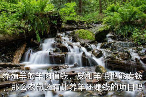 養殖羊的羊肉值錢，皮和羊毛也能賣錢，那么農村還有比養羊還賺錢的項目嗎