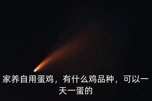 家養自用蛋雞，有什么雞品種，可以一天一蛋的