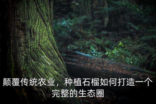 打造什么生態圈,孵化器如何打造生態圈