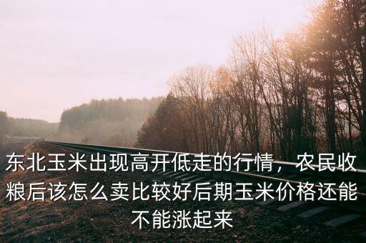 東北玉米怎么走,東北玉米出現高開低走的行情