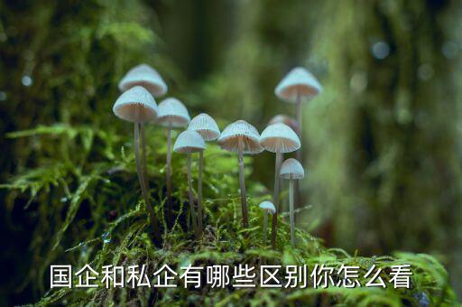 怎么分國企和私企,國企和私企有哪些區別