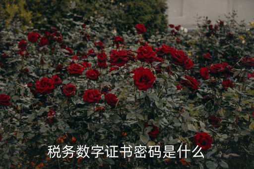 稅務數字證書密碼是什么