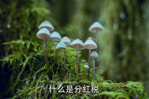 什么叫稅收紅利，什么是紅利稅企業交企業所得稅后分紅給個人還需要交個人所得稅不