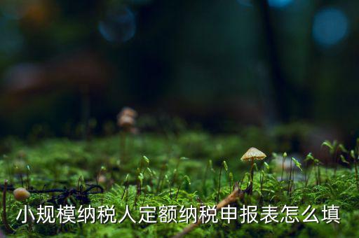 小規模納稅人定額納稅申報表怎么填