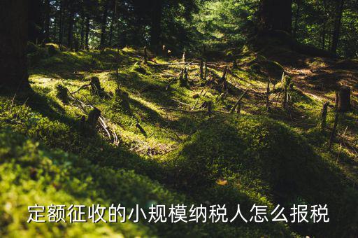 小規模納稅人 什么定額申報，定額征收的小規模納稅人怎么報稅