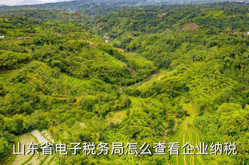 山東省電子稅務局怎么查看企業納稅