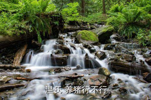 溫氏養豬利潤怎么樣,用溫度養豬能賺錢嗎?