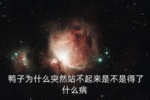 鴨子跛腳是怎么引起的,關節炎型鴨子站不起來或患鴨葡萄球菌病