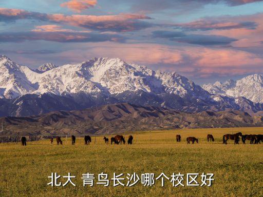 北大 青鳥長沙哪個校區好