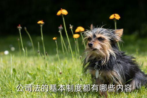 公司法是否規則股東會議事規則