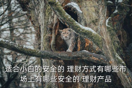 適合小白的安全的 理財方式有哪些市場上有哪些安全的 理財產品