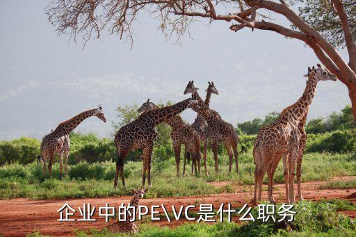 企業(yè)中的PE\VC是什么職務