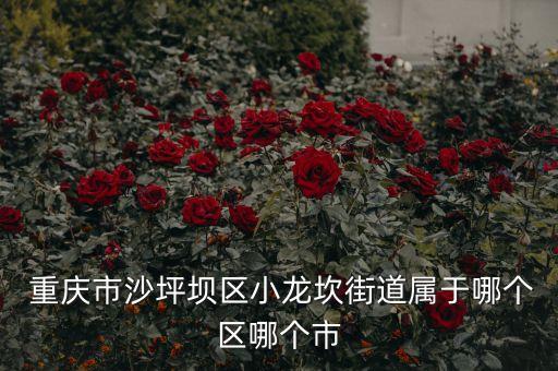 重慶市沙坪壩區小龍坎街道屬于哪個區哪個市